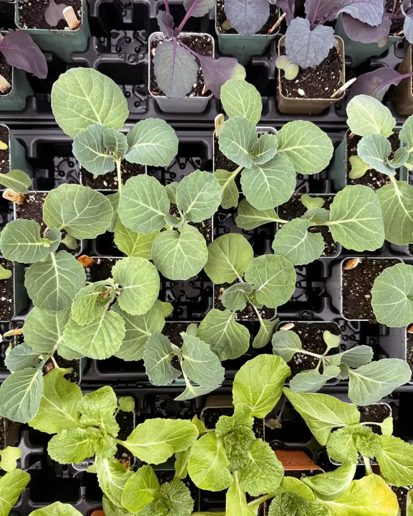 A variety of cabbage seedlings up potted into small containers