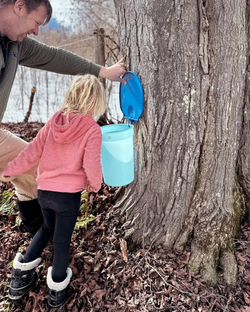 Dad and daughter checking the maple sap buckets to see if any sap is flowing