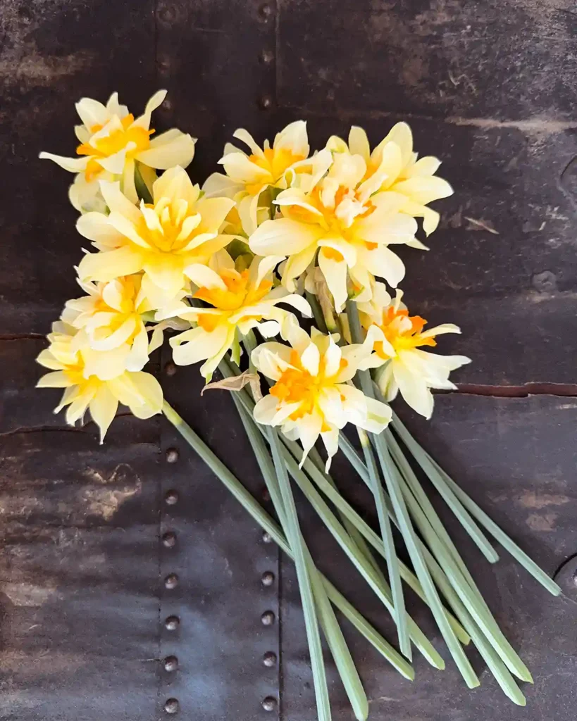 About a dozen yellow and white cut spring daffodils spread across a black surface