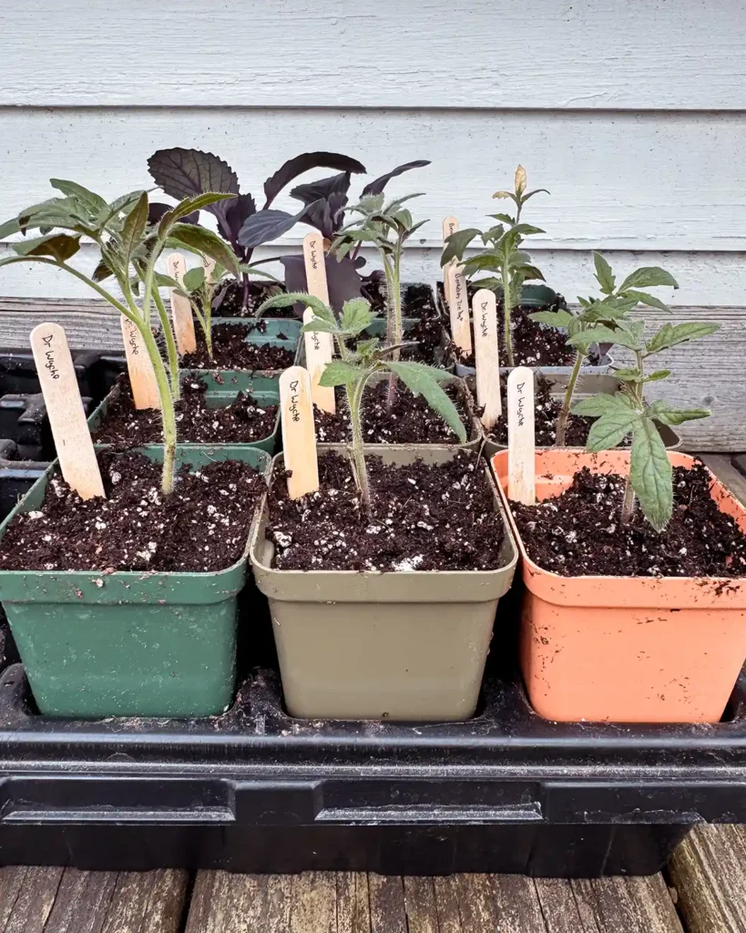 Hardening off a selection of tomato plants in 2.5" pots in preparation for planting them outside and avoiding transplant shock