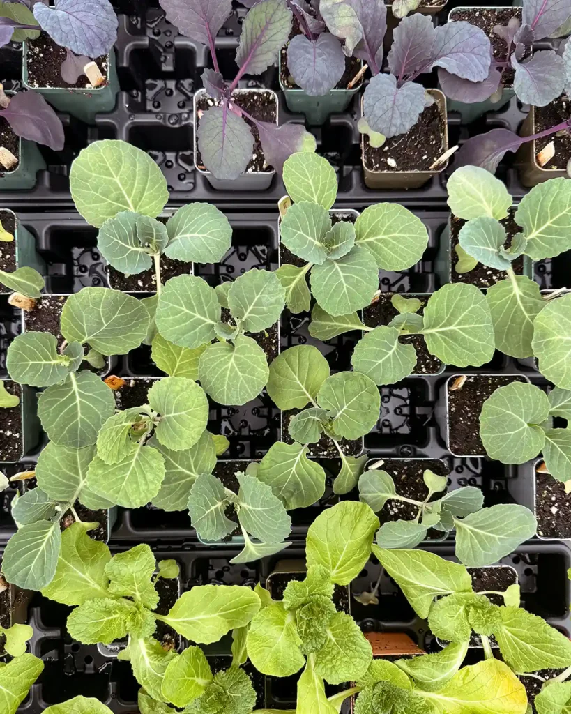 A collection of cabbage plants sitting outside in indirect light beginning the hardening off process