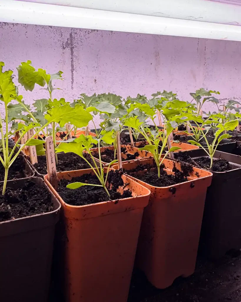 Kale seedlings in 2.5" pots sitting underneath grow lights