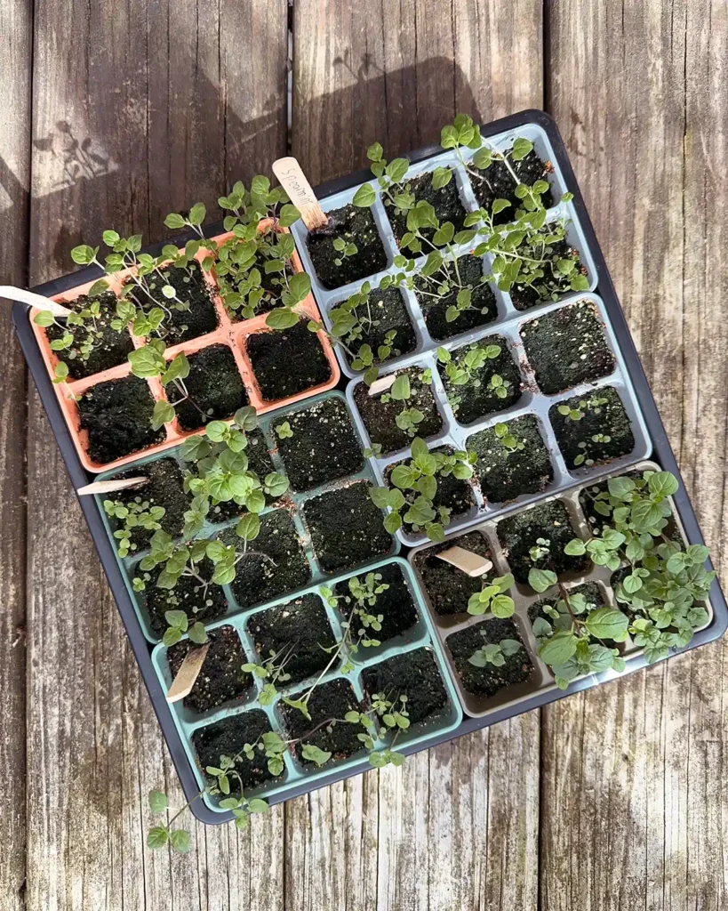Multi-sown 6-cell seedlings trays of spearmint plants sitting in a propagation tray