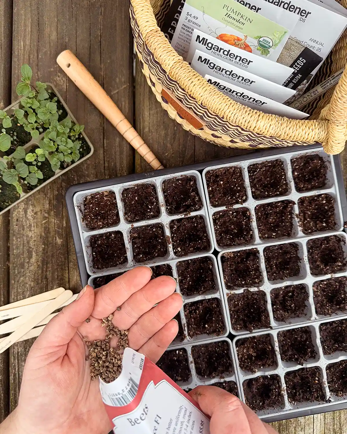 Seed starting spring vegetables to get a jump on the growing season using 6-cell seedling trays in a propagation tray