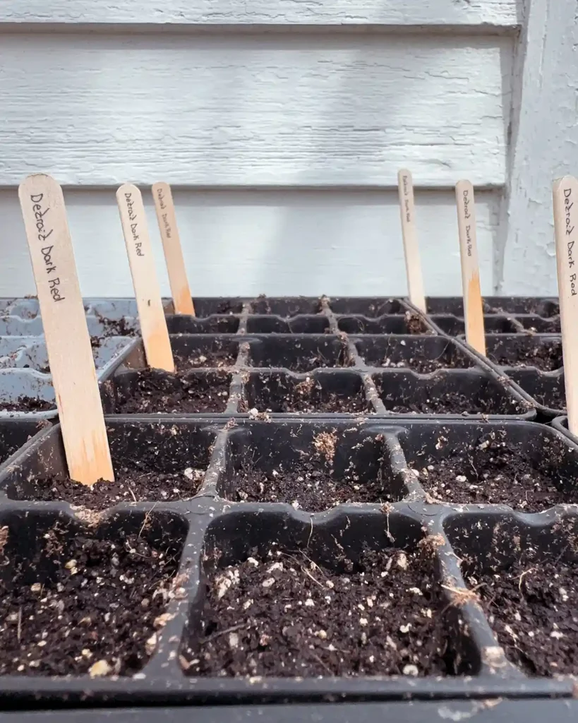Sown seeds in 6-cell trays labeled with popsicle sticks waiting for germination