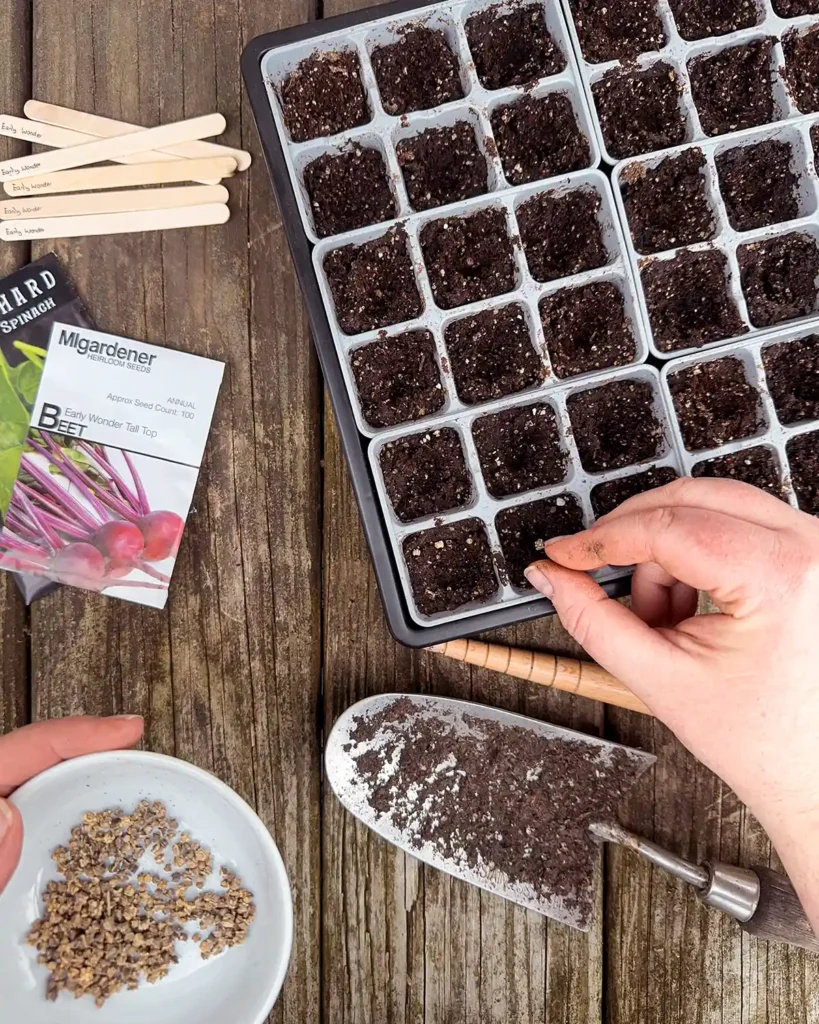 Starting seeds indoors using 6-cell seedling trays inside a propagation tray