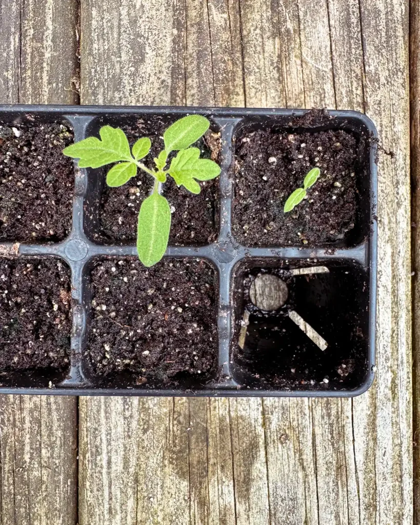 A 6-cell tray of tomato seedlings with the plant on the left with its first set of true leaves while the seedling on the right hasn't developed them yet