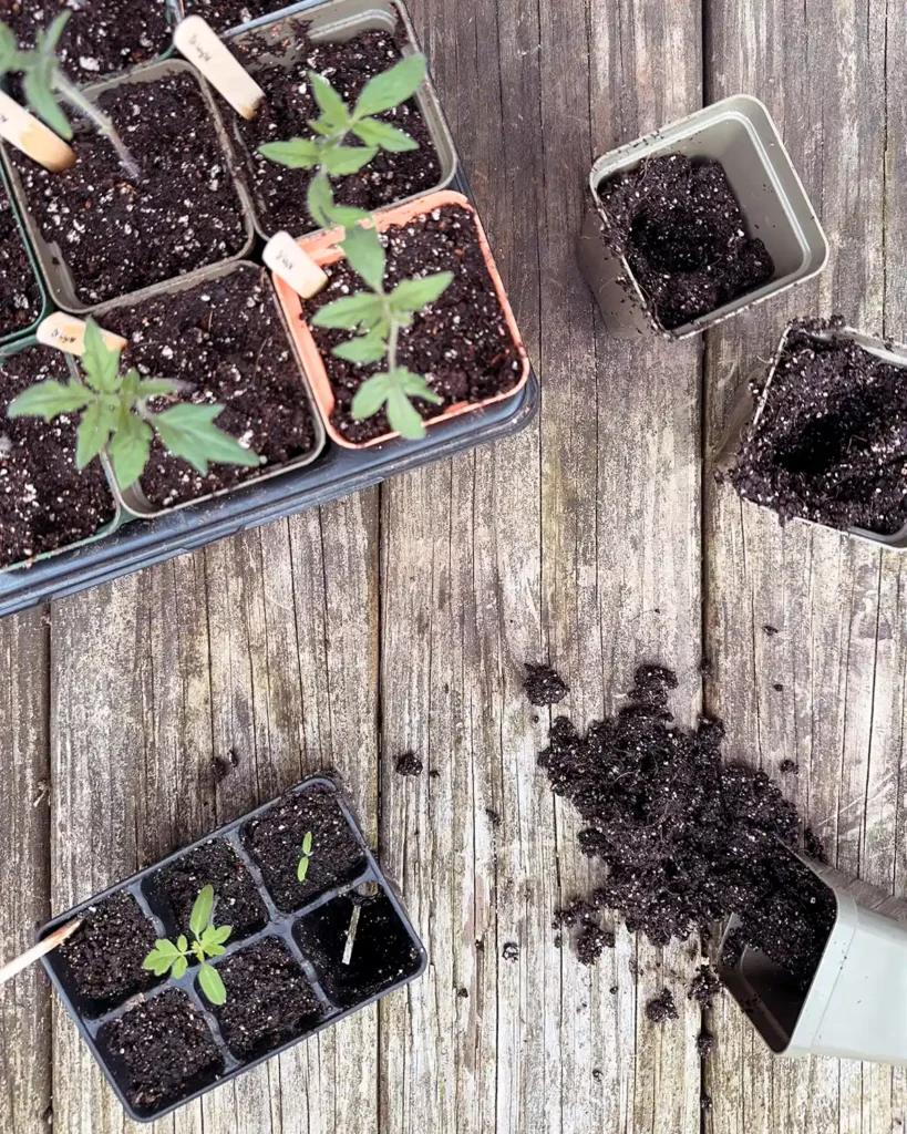 Up-potting tomato seedlings into larger containers