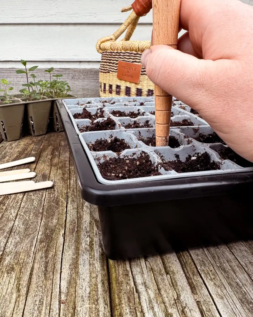 Using a dibber to poke small holes in soil before sowing seeds