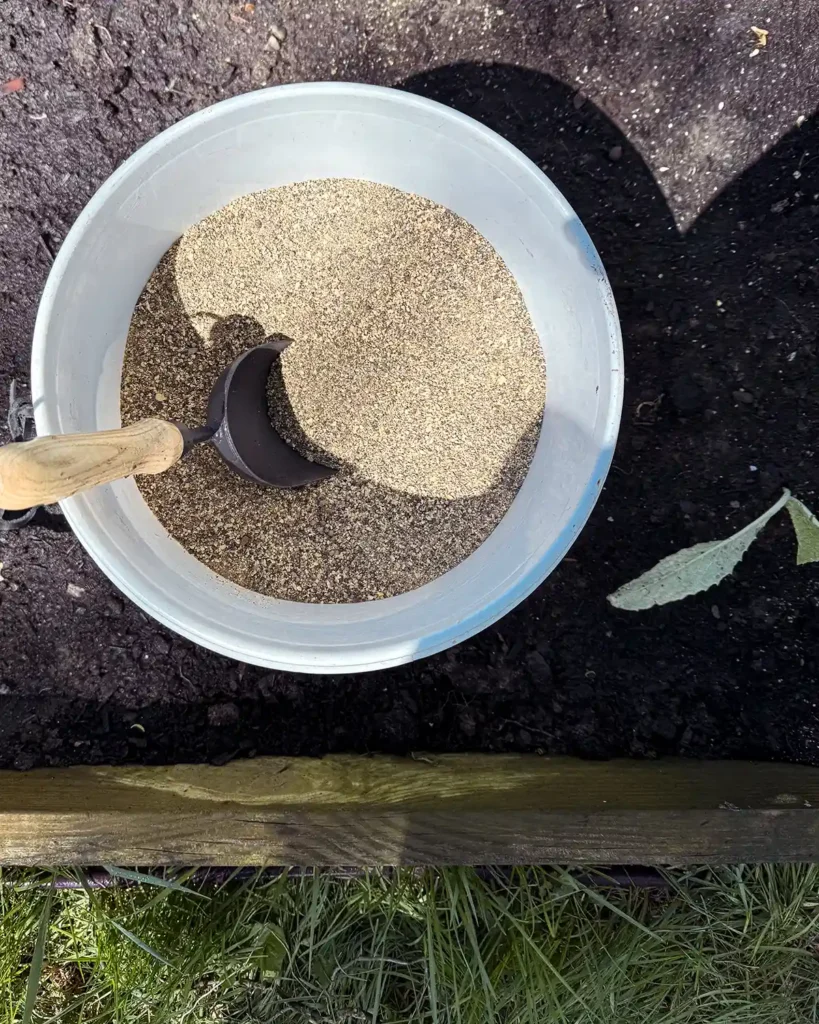 Adding a general fertilizer from a white bucket to a raised garden bed as a soil amendment