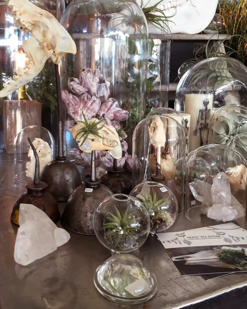 A curated vintage shop at the Brimfield antique market with plants, glass domes, crystals, coral, fossils, skulls, and other curiosities