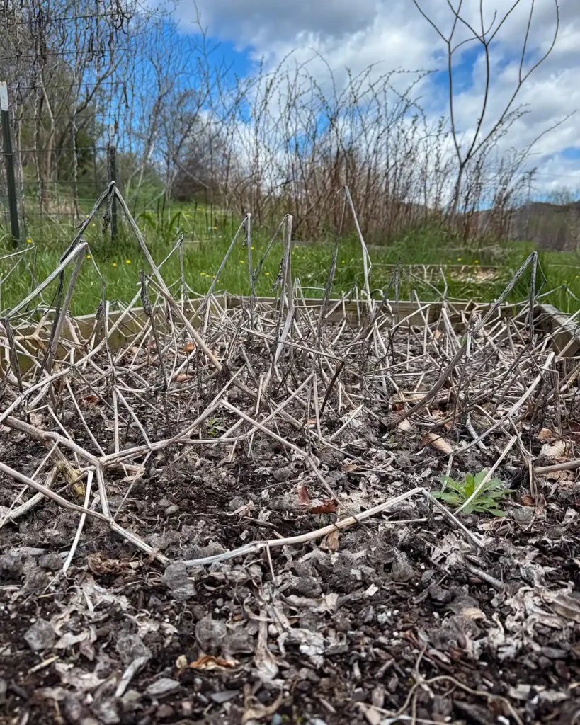 A garden bed in the springtime before cleaning it up for planting and gardening season