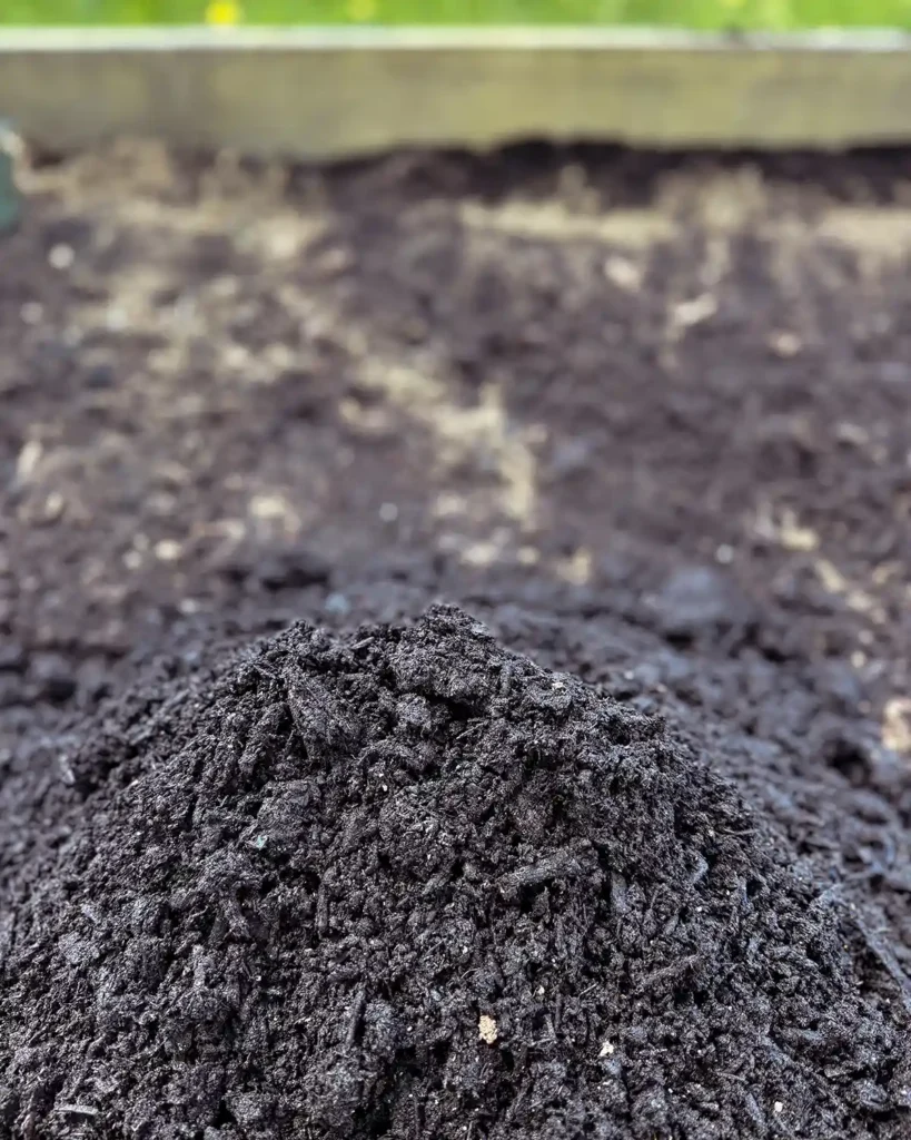 Preparing the soil for planting by adding more organic matter to a raised garden bed
