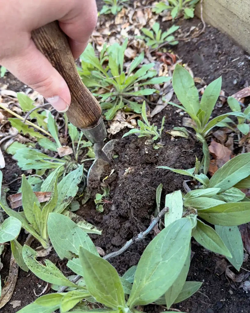Pulling weeds from a raised bed garden using a small, handheld garden fork to loosen the soil and weeds before pulling by hand