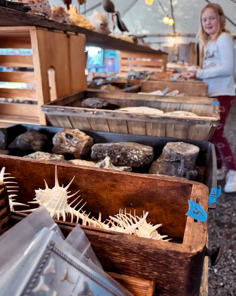 A vendor booth at Brimfield filled with bins of natural items including shark teeth, urchins, rocks, coral, and more