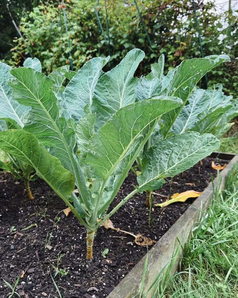 An upright variety of cauliflower, Alcantara cauliflower, growing in a raised garden bed with the leaves growing towards the sky and wrapping around the cauliflower head to self blanche