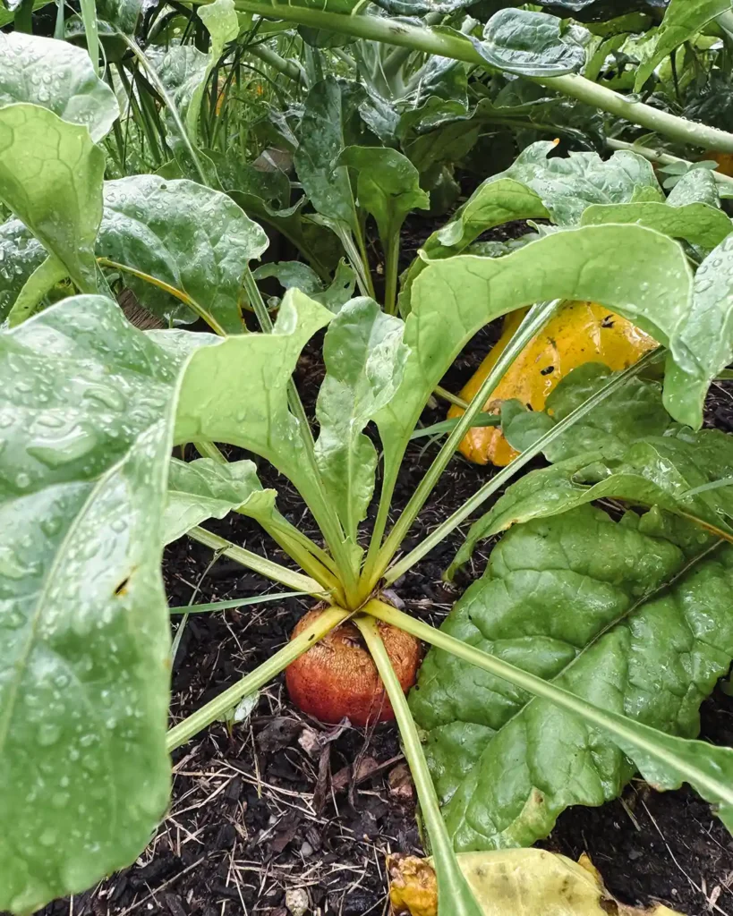 A golden detroit beet growing amongst a variety of other beets in a raised garden bed