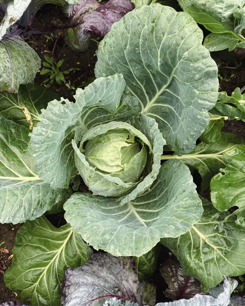 Top down view of a medium sized head of green cabbage with cabbage leaves surrounding it growing in a garden