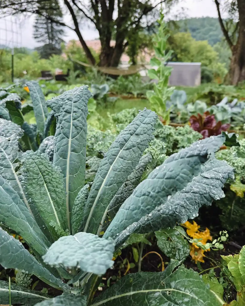 A baby tuscan kale plant, which looks very similar to lacinato kale, growing in a raised garden bed during cooler months