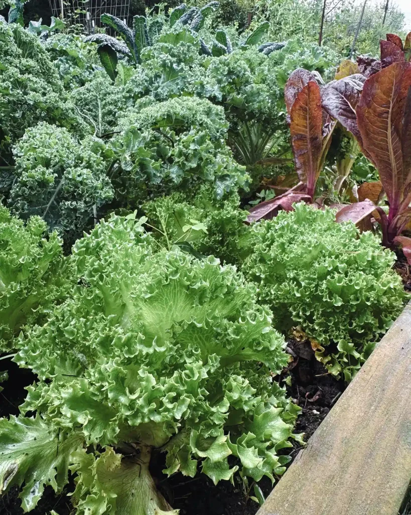 A green Salanova lettuce plant growing in a raised garden bed alongside a red romaine, and blue curled scotch kale