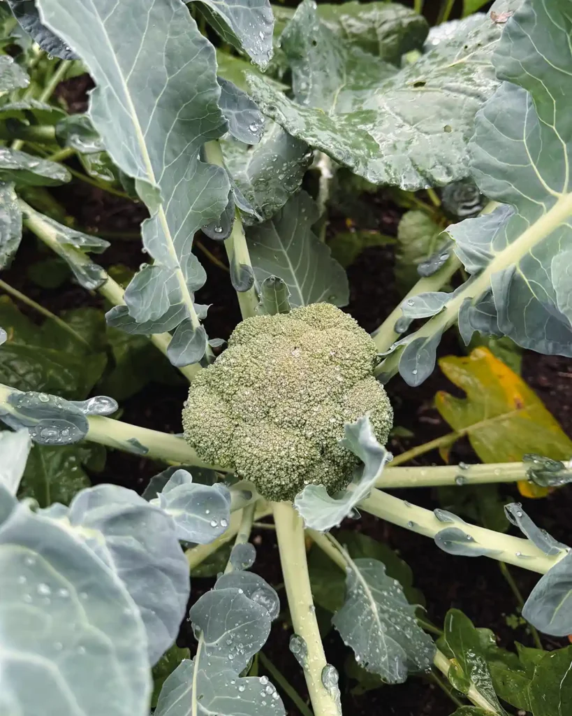 A small, developing head of broccoli growing in a garden bed