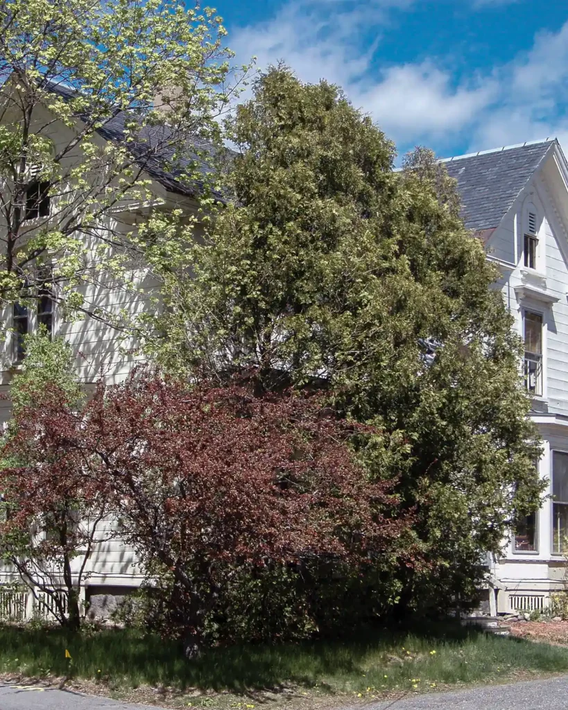 Our first apartment in a historic 1800s home turned into three apartments; building is hiding behind overgrown bushes and trees