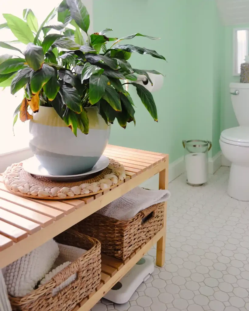 A peace lily plant sitting on top of seashell rimmed plant charger on a wooden bench in front of window in a bathroom