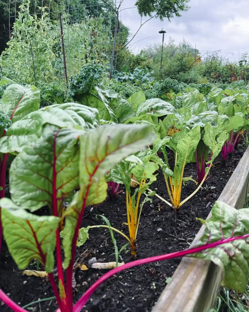 Rainbow swiss chard growing in a raised garden bed with kale plants in the background