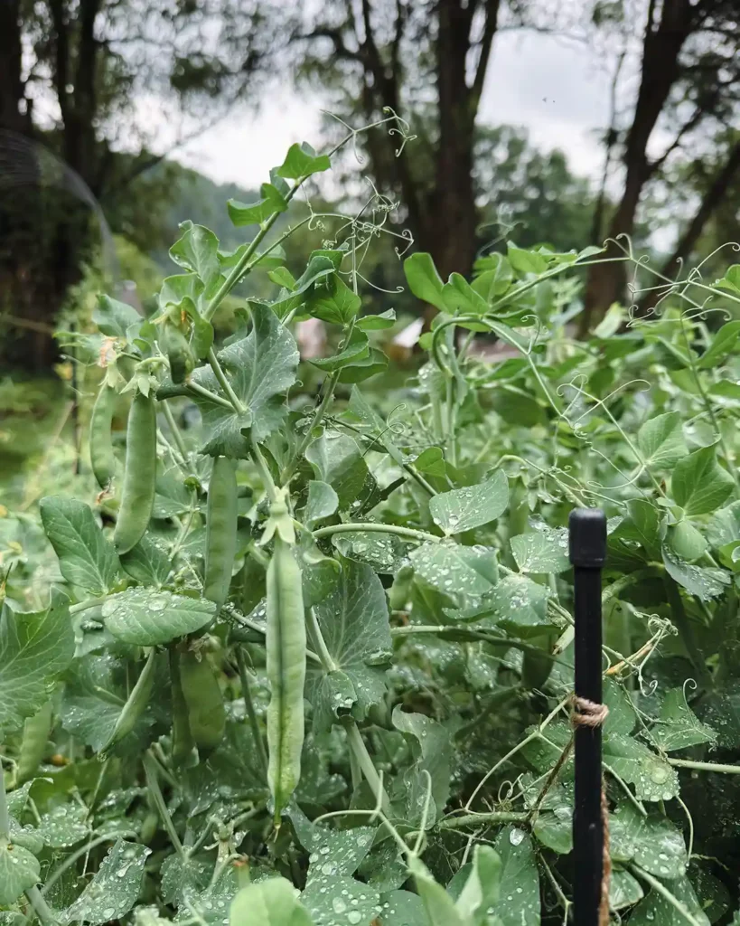 Green arrow shelling peas growing plump as the grow past the top of their simple twine trellis in a garden bed