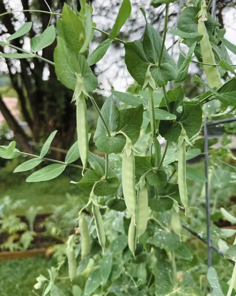 Snow peas growing up an arched, cattle panel trellis with the large, Mammoth Melting Snow Peas hanging down from the climbing plants