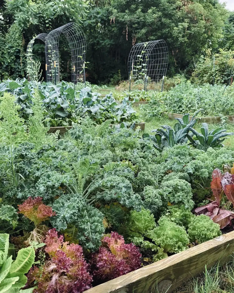 A variety of vegetables growing in a fall garden in raised garden beds including a variety of lettuces (red and green varieties), kale, peas, beets, broccoli, and more