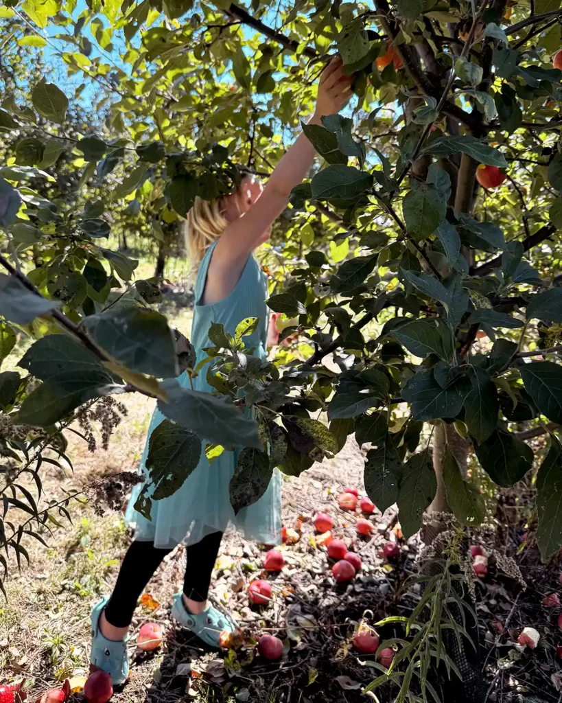 A child in a blue dress picking apples off an apple tree on a sunny day