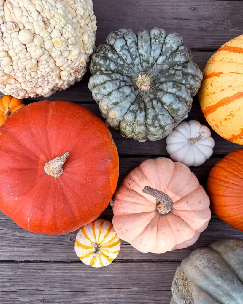 A collection of specialty pumpkins in a variety of colors, textures, and patterns, sitting on a deck