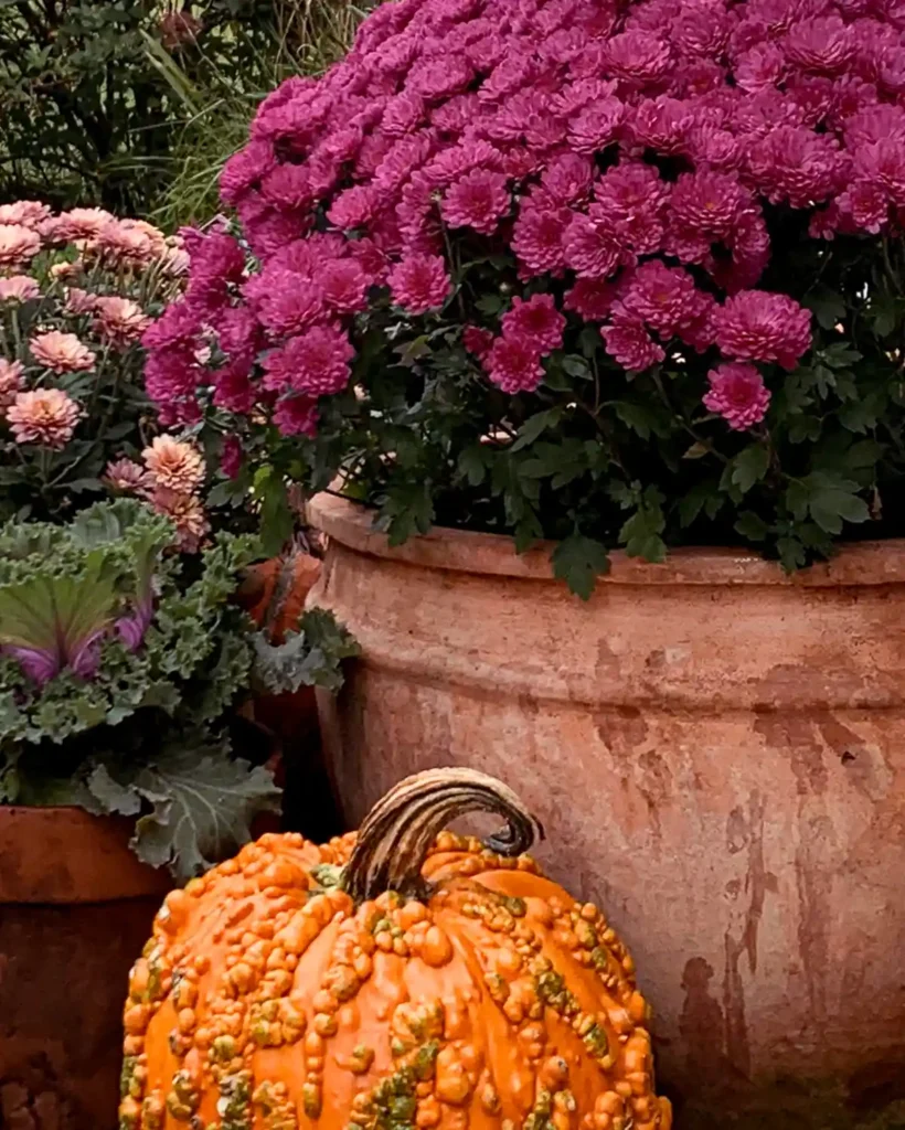 Terracotta pots with pink and purple mums and a pumpkin in front of the pots